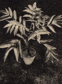 Harpephyllum caffrum