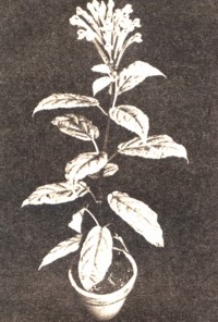 Scutellaria mociniana