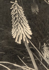 Fackellilien