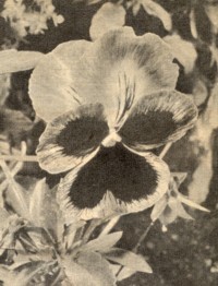 Viola tricolor maxime