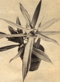 Rhoeopflanze