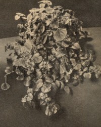 Plectranthus saccatus