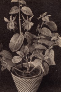Die Fuchsia