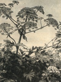 Herkulesstaude