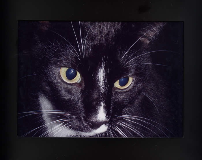 Ich bin der Pascha von meinem Dosenöffner !!!